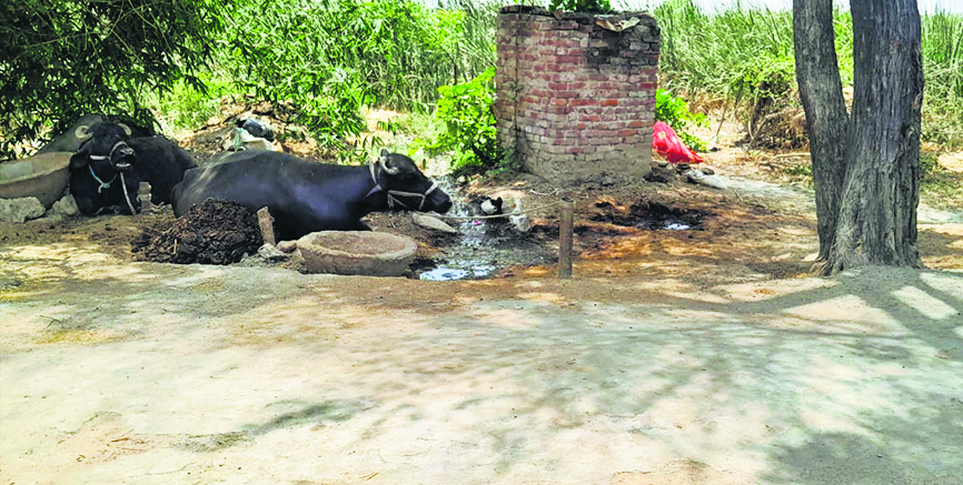 Kaimur News : पीएचइडी की उदासीनता से चापाकल बना भैंस बांधने का खूंटा