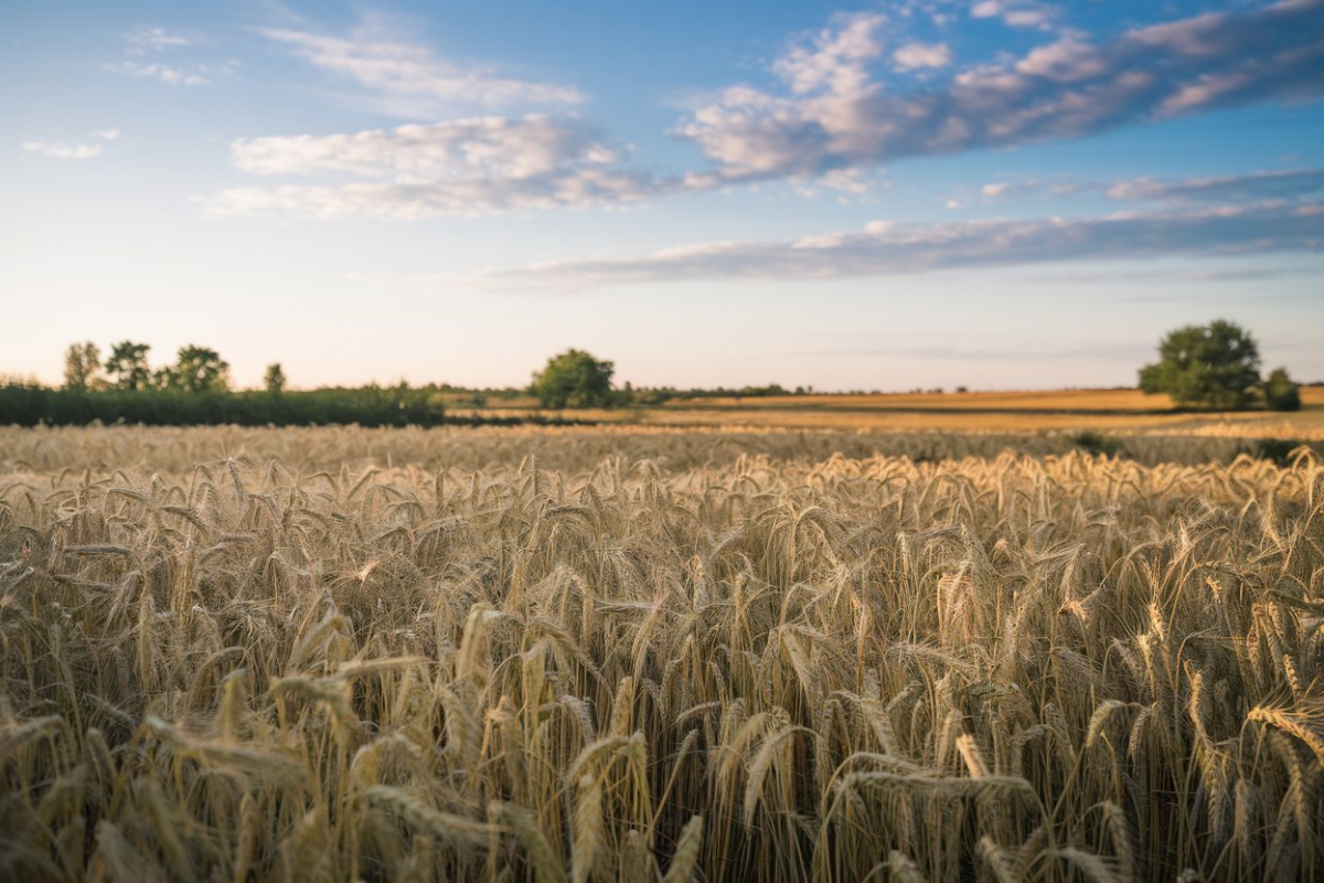 Who lead in Wheat Production Country India or Pakistan