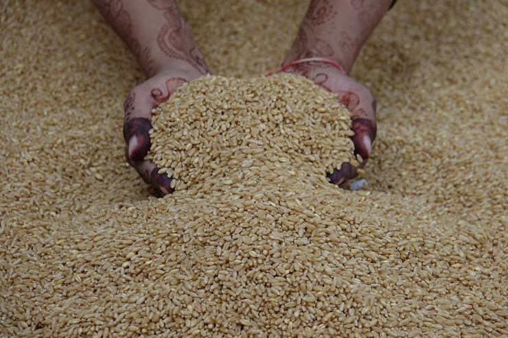 Who lead in Wheat Production