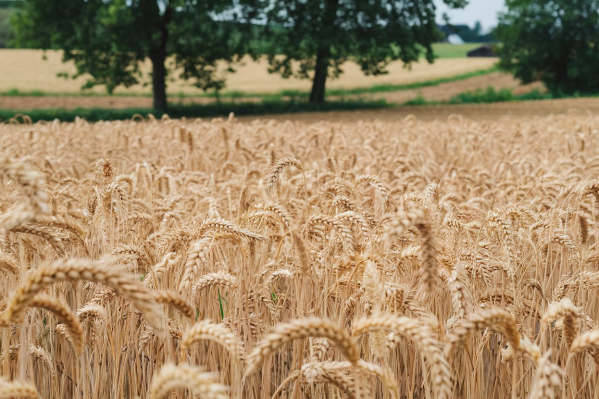 Australia Wheat