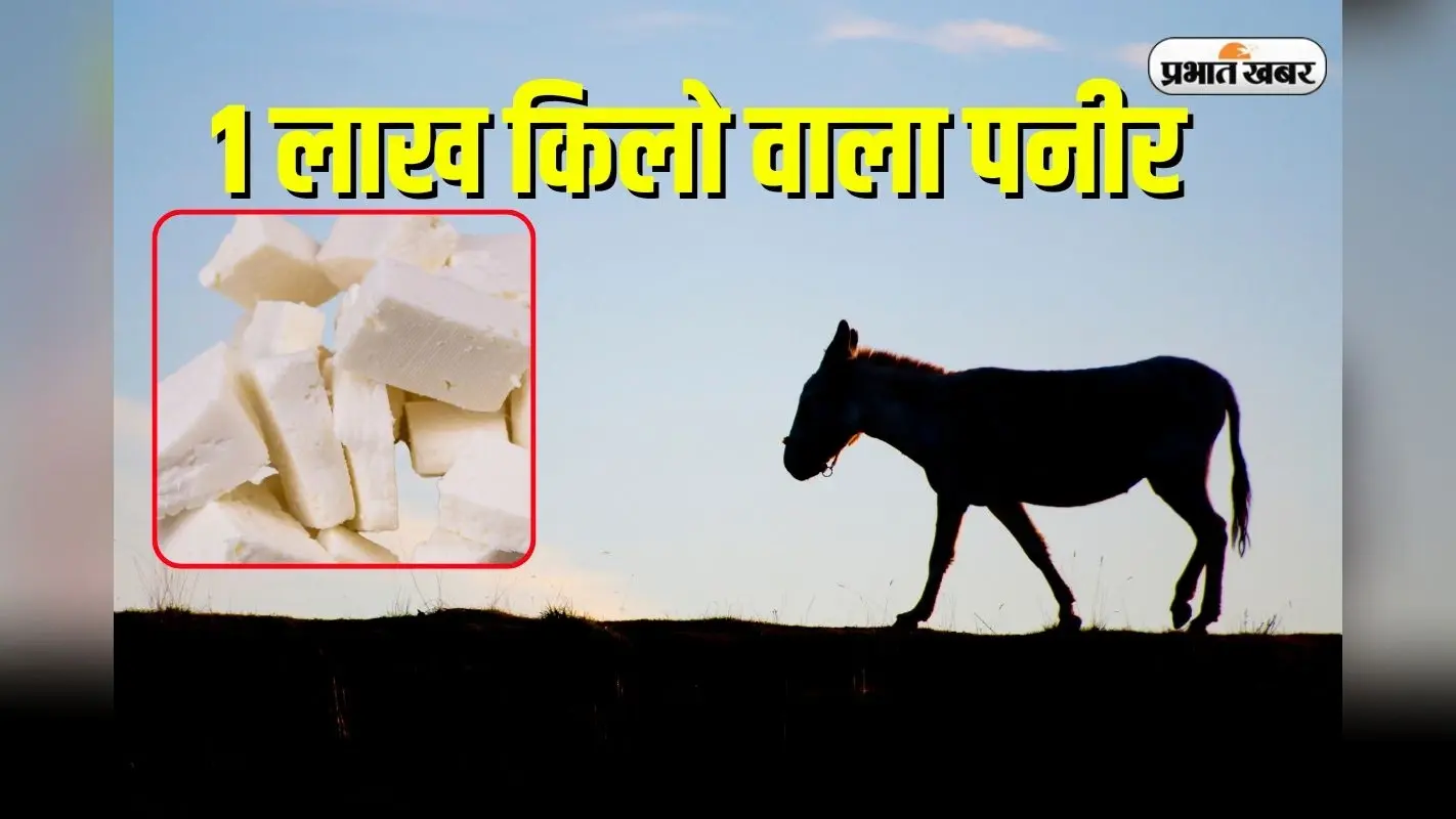 Donkey Milk Paneer Rate: गधी के दूध से बना पनीर, लेकिन कीमत सुनते ही गला सूख जाएगा