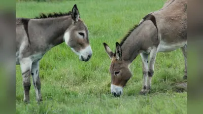 Donkeys in Bihar: बिहार में गदहों की संख्या हुई कम, लोगों में घटा कुत्ते पालने का शौक