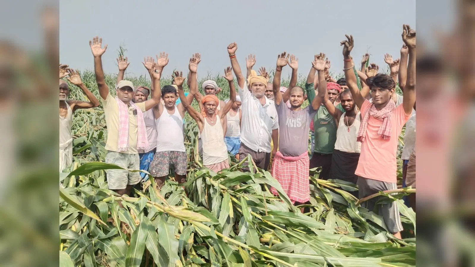 आक्रोशित किसानों ने खेत में प्रदर्शन कर फसल क्षति का मांगा मुआवजा