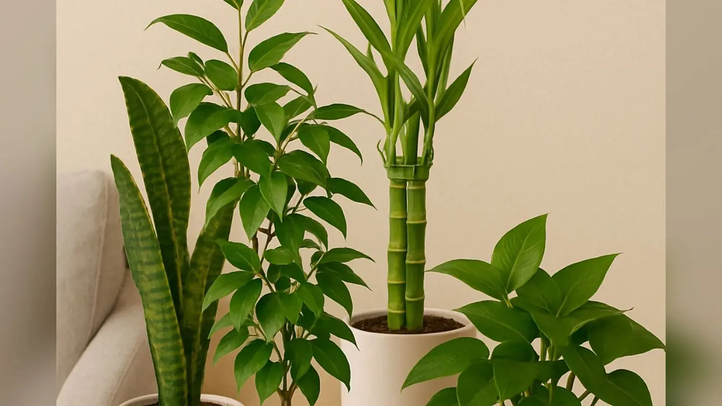 Gardening Tips: इनडोर प्लांट की मदद से घर के लुक को करें चेंज, देखभाल करना भी है आसान