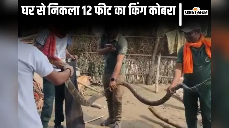 Video: बिहार में घर में छिपा था 12 फीट लंबा किंग कोबरा, देखिए विशालकाय सांप कैसे निकला