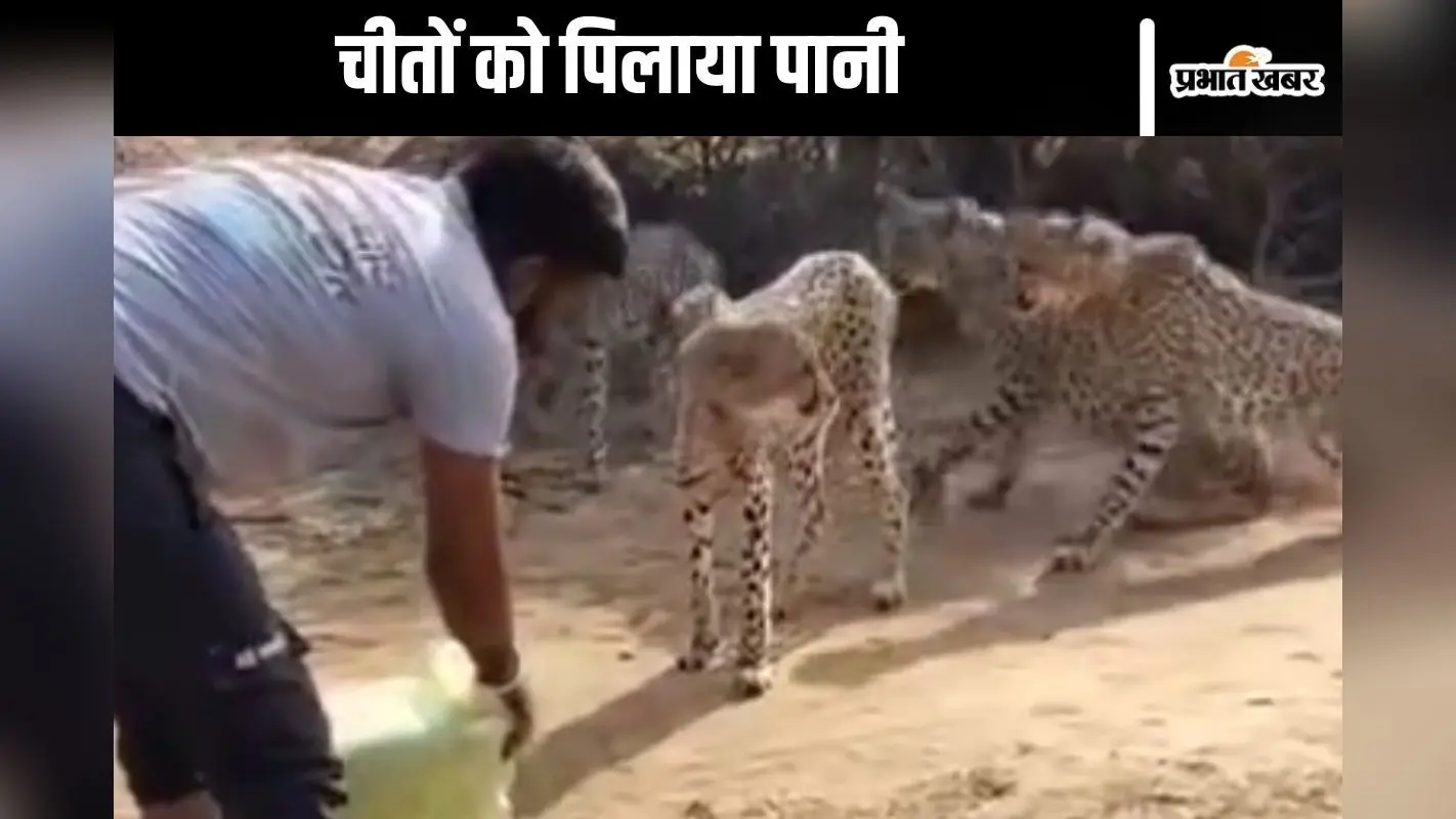 Viral Video : वाह रे हिम्मत! सामने जाकर चीतों को पानी पिला दिया