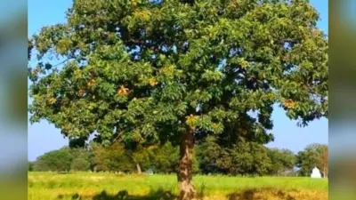 Heritage Trees: बिहार के 14 पेड़ पहली बार बनेंगे विरासत वृक्ष, 4 जिलों में मिले 70 से 500 वर्ष तक के पुराने पेड़