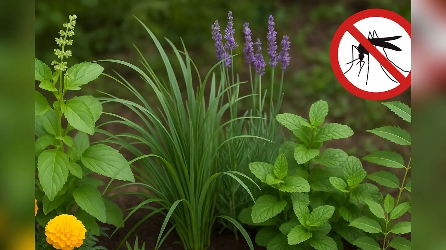 How to get Rid of Mosquitoes: घर से दूर रहेंगे मच्छर, बस इन पौधों को रखें बालकनी में