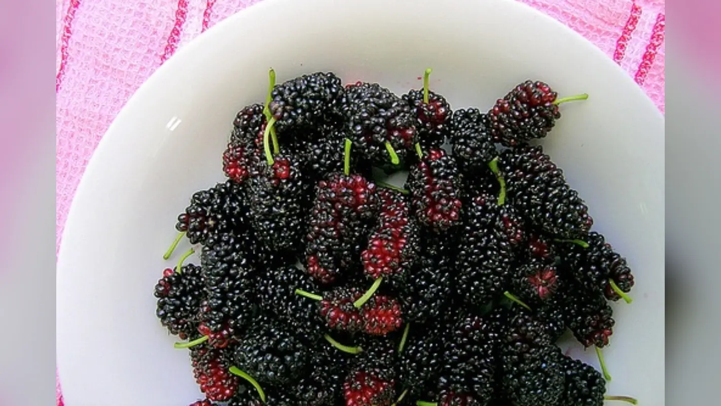 Benefits of Mulberries: हेल्थ और स्किन के लिए बेहद फायदेमंद है – शहतूत