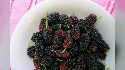 Benefits of Mulberries: हेल्थ और स्किन के लिए बेहद फायदेमंद है – शहतूत