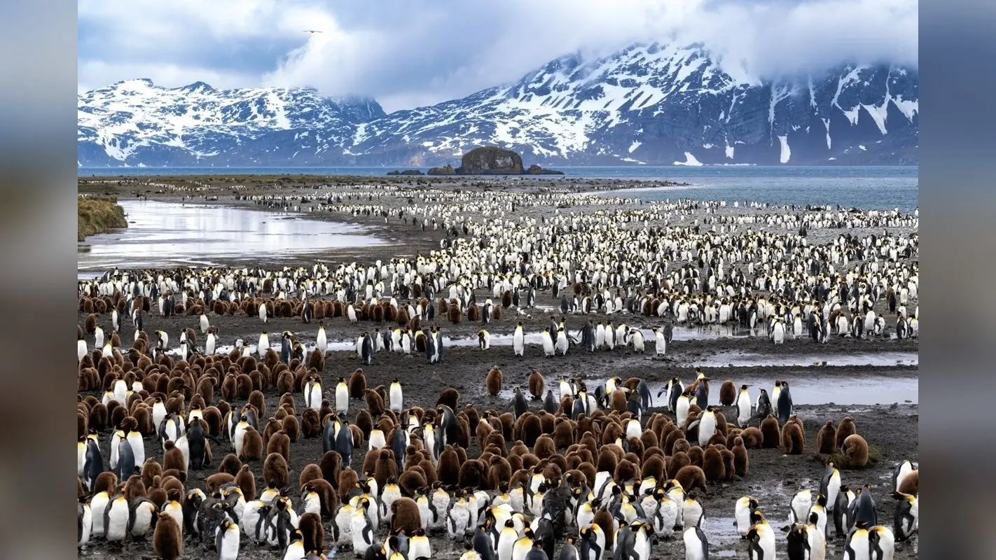 World Penguin Day Spcl: पेट के बल लंबी दूरी तक फिसल सकता है यह पक्षी