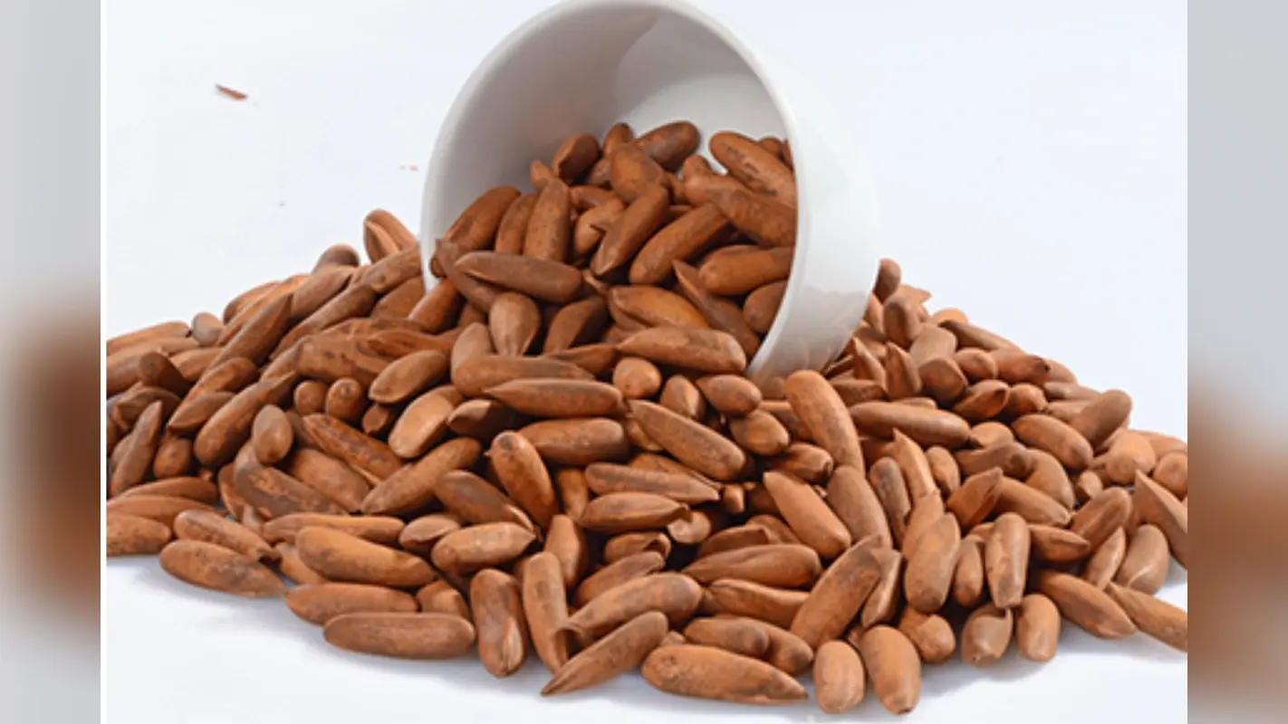Pine Nut Benefits: महंगे ड्राई फ्रूट्स से भी ज्यादा फायदेमंद है ये सस्ता चीज, फायदे जान होश उड़ जाएंगे