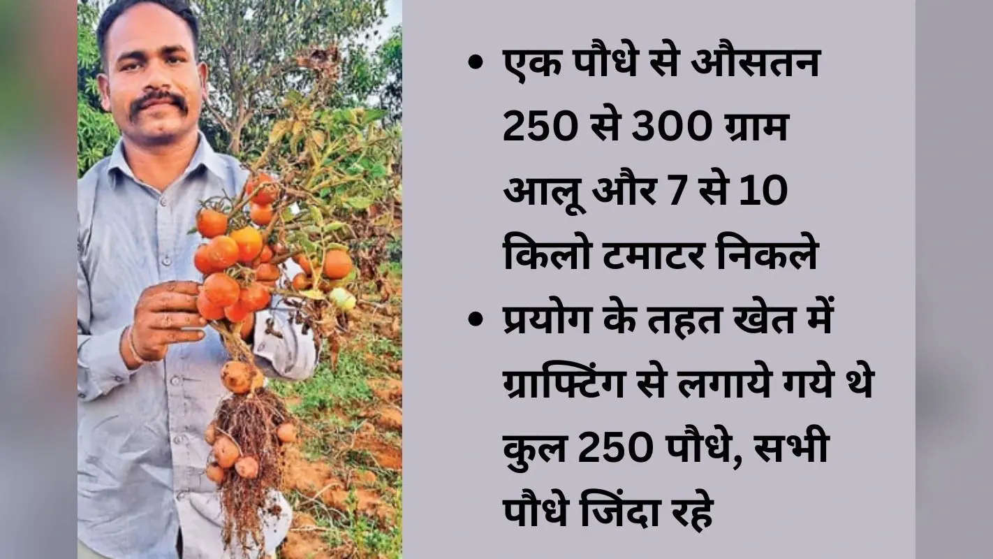 एक ही पौधे में जमीन के नीचे आलू, ऊपर टमाटर, ये कैसे हुआ?
