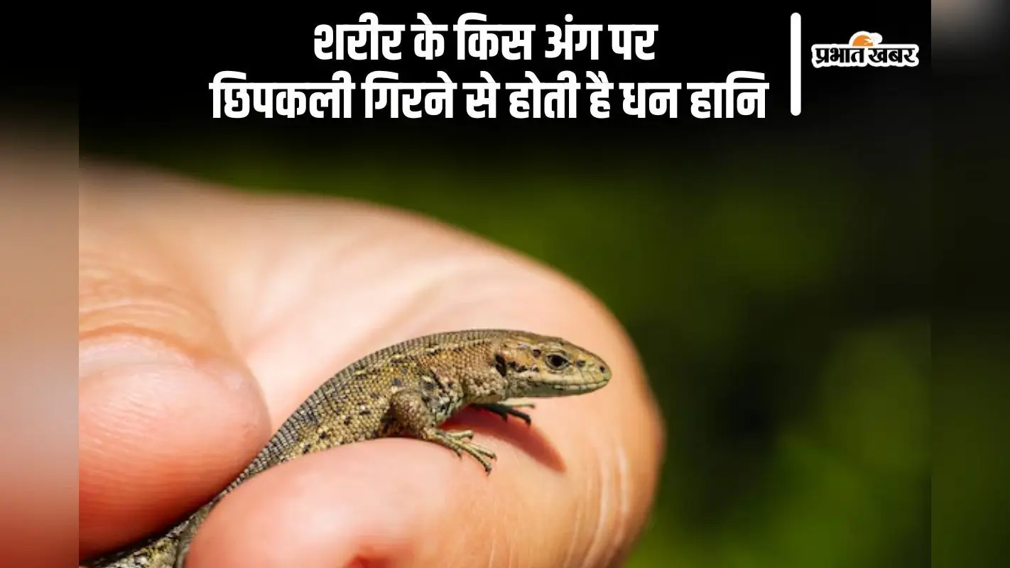शरीर के इस हिस्से पर छिपकली गिरने से हो सकती है पैसों की तंगी
