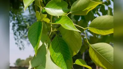 आधा भारत नहीं जानता शीशम के पत्तों का चमत्कारी लाभ, जान जाएगा तो मच जाएगी लूट!