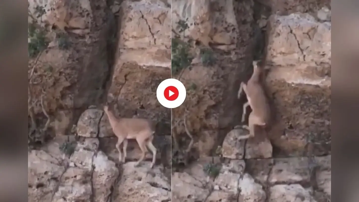 Viral Video: कॉलर पकड़ा और शुरू हो गई भयंकर मारपीट, वायरल हो रहा दो लड़कों की लड़ाई का वीडियो