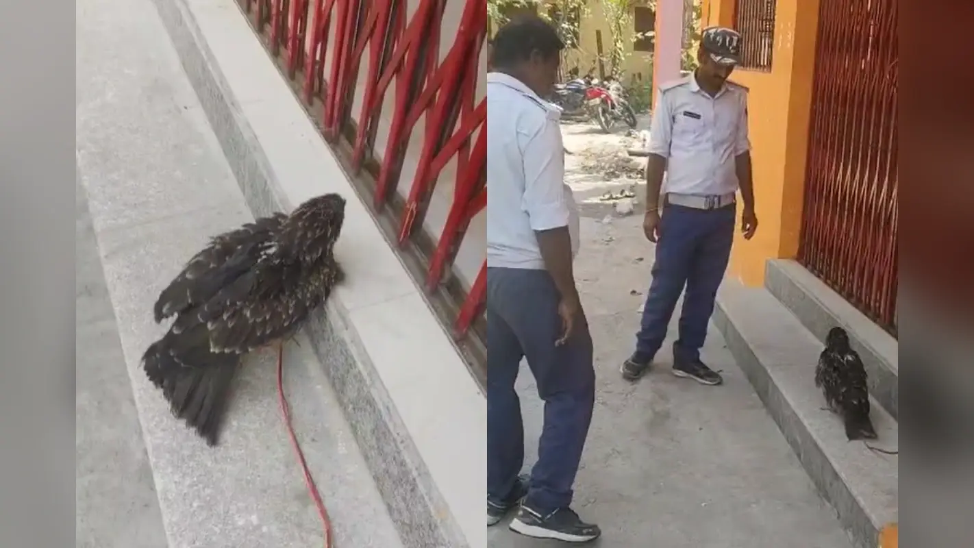 Watch Video: बेहोश होकर आसमान से जमीन पर गिरा बाज, बिहार में गर्मी ने बेजुबानों को किया बेहाल