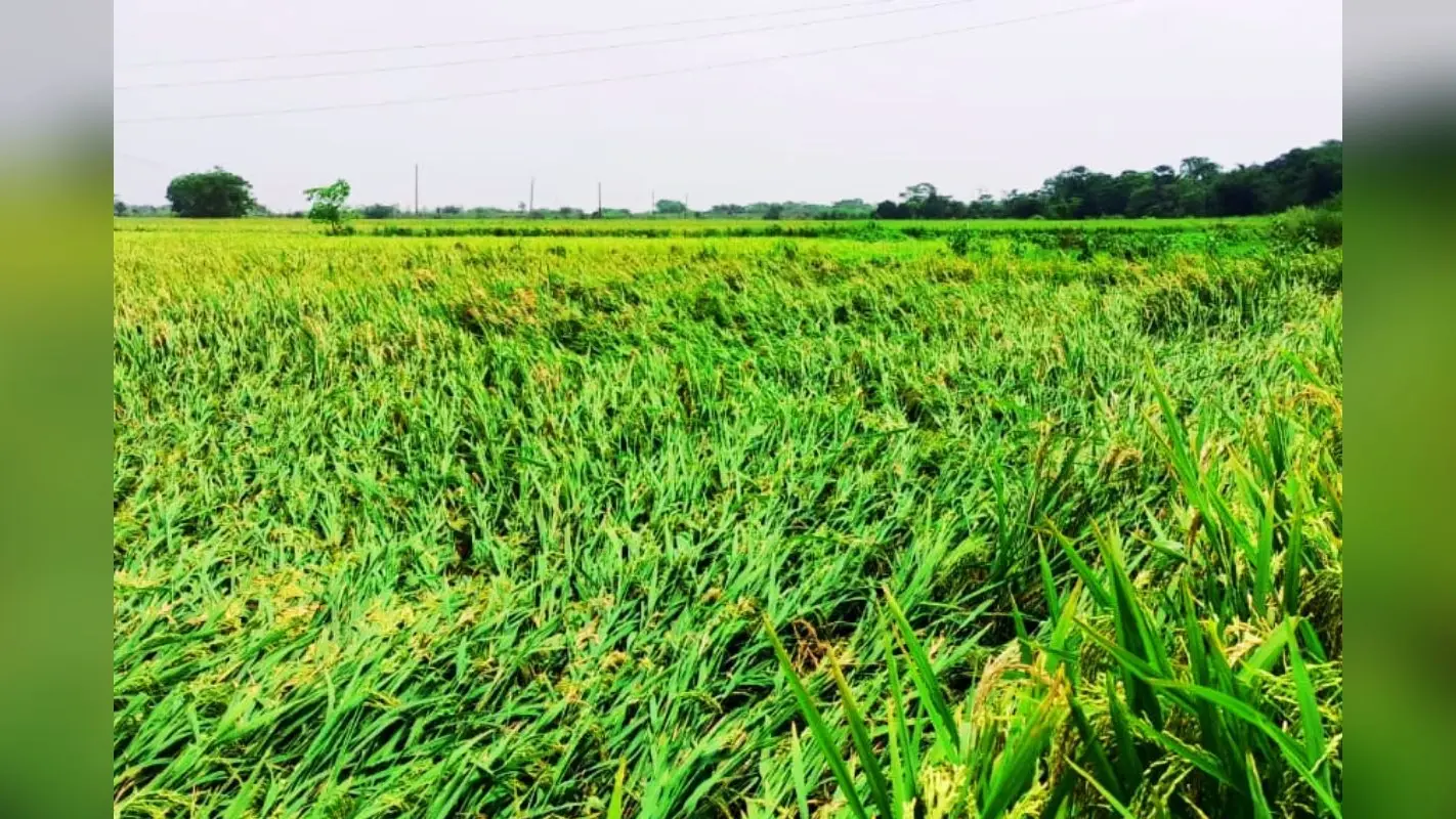 गरमा धान तैयार, खराब मौसम के कारण हार्वेस्टर से फसल काट रहे किसान