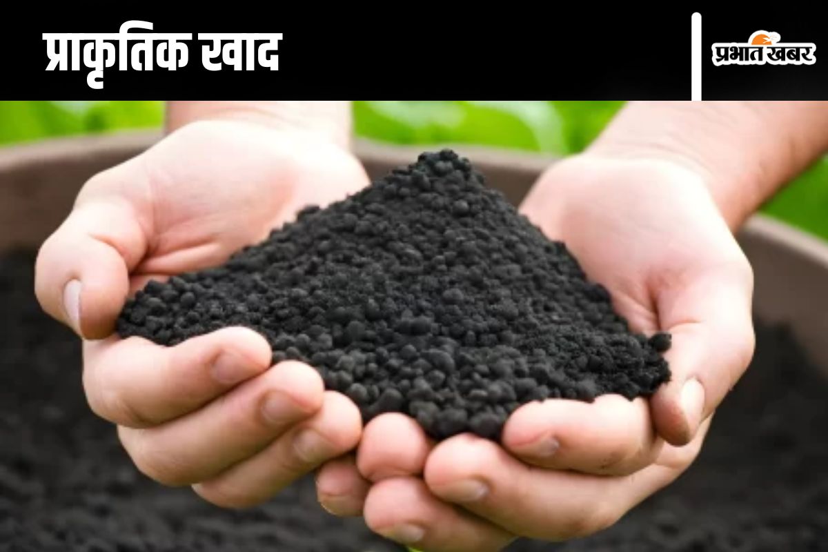 Organic Fertilizer: बिहार में अब गुड़-गोबर और मट्ठा से बनने लगी खाद, खेत में डालने पर बंजर भूमि बनेगा उपजाऊ