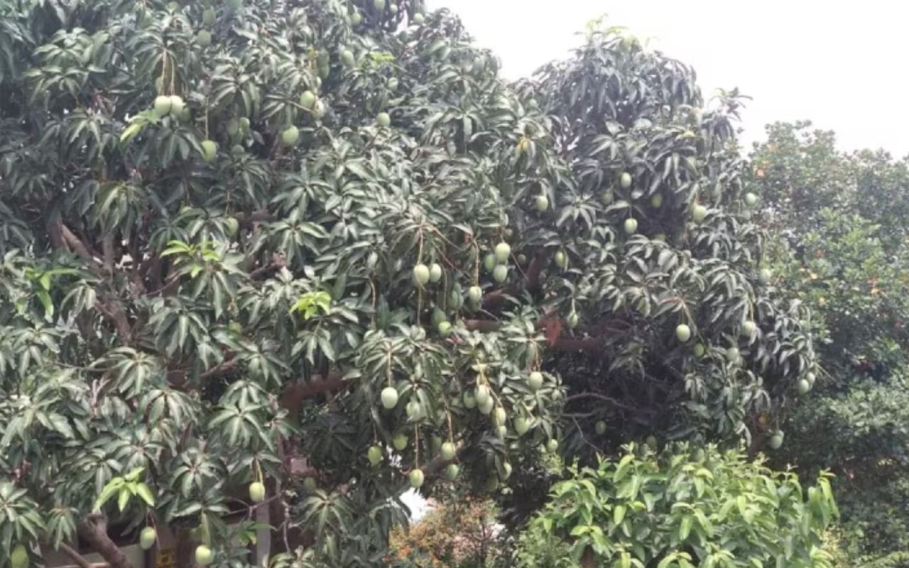 औरंगाबाद में आम तोड़ने पेड़ पर चढ़ा था युवक, गिरने से दर्दनाक मौत