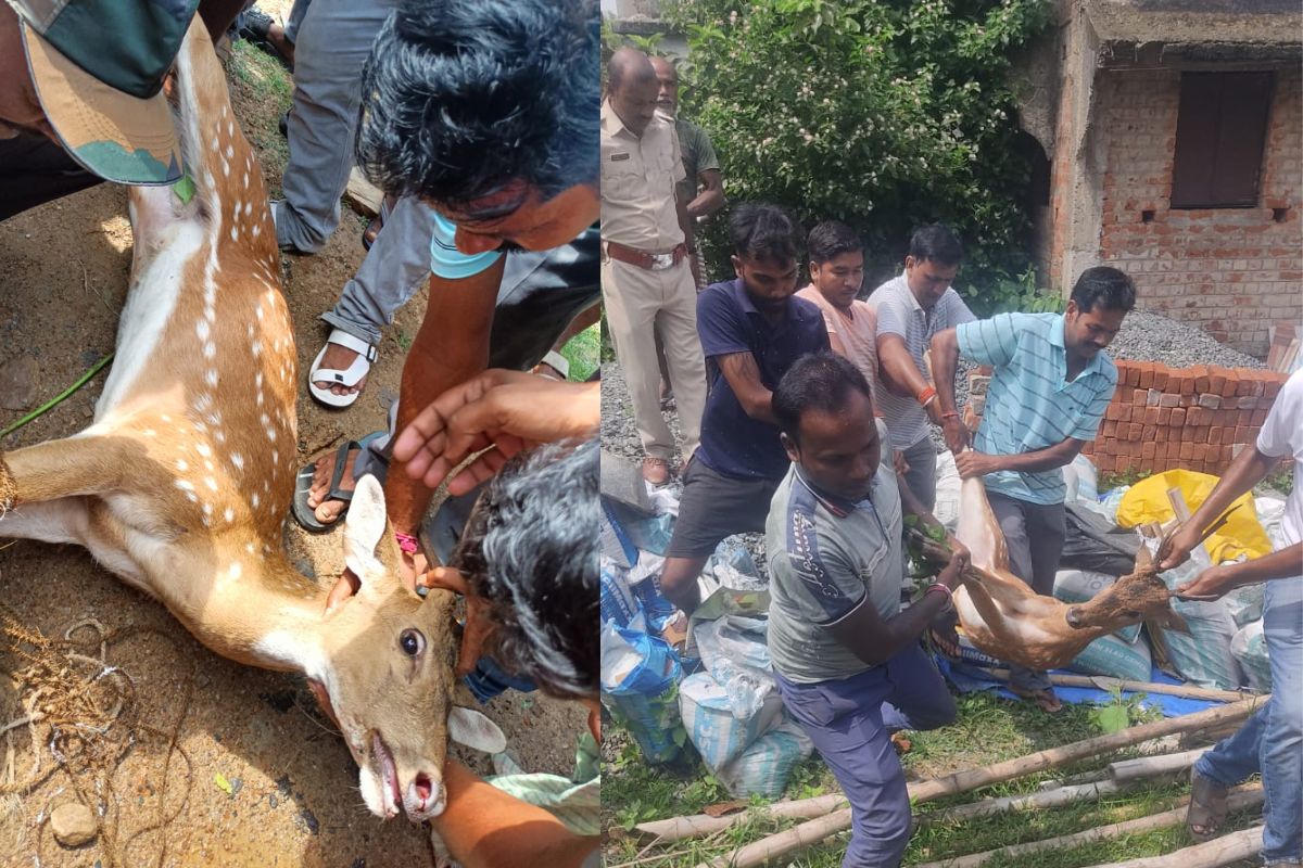 जंगल से निकलकर घाटशिला शहर पहुंचा प्यासा हिरण, गांव के कुत्तों ने दौड़ाया फिर पहुंची वन विभाग की टीम
