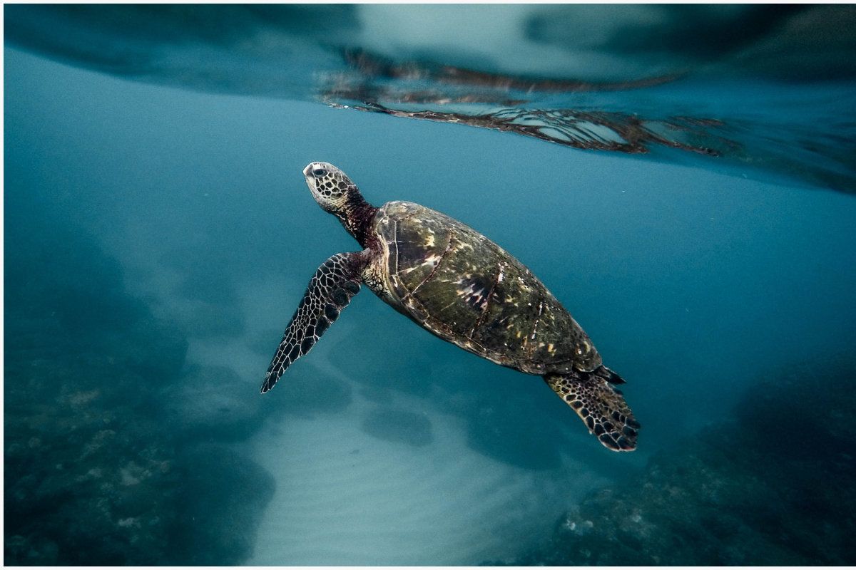 World Turtle Day 2025
World Turtle Day in Hindi
23 May Turtle Day