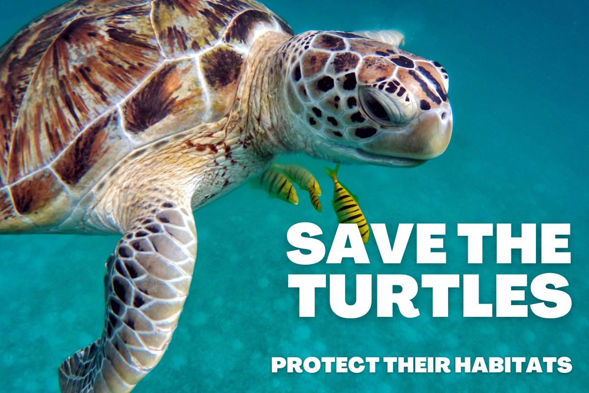 World Turtle Day 2025
World Turtle Day in Hindi
23 May Turtle Day