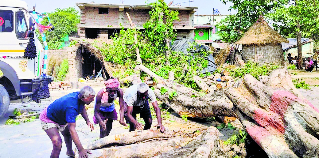 Saran News : सड़क मार्ग पर गिरा पीपल का पेड़, 12 घंटे तक जाम में फसे रहे वाहन