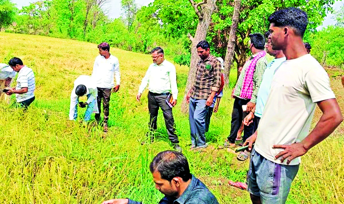 Sambalpur News: काल बैसाखी के कारण बारिश से फसल को हुए नुकसान का तहसीलदार ने आकलन शुरू किया