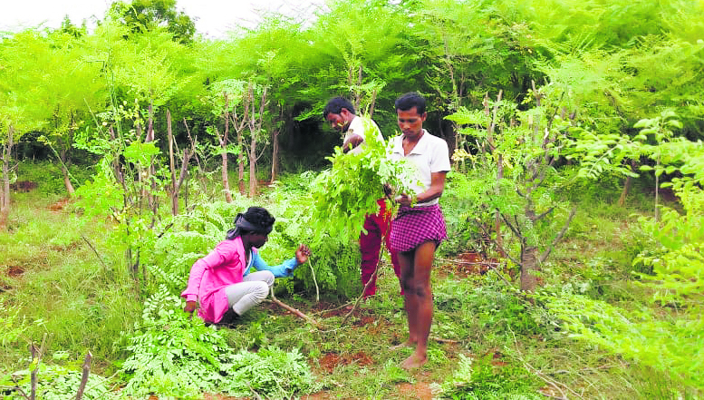 Jehanabad : सहजन के पत्तों से बना पाउडर लोगों को दे रहा रोजगार