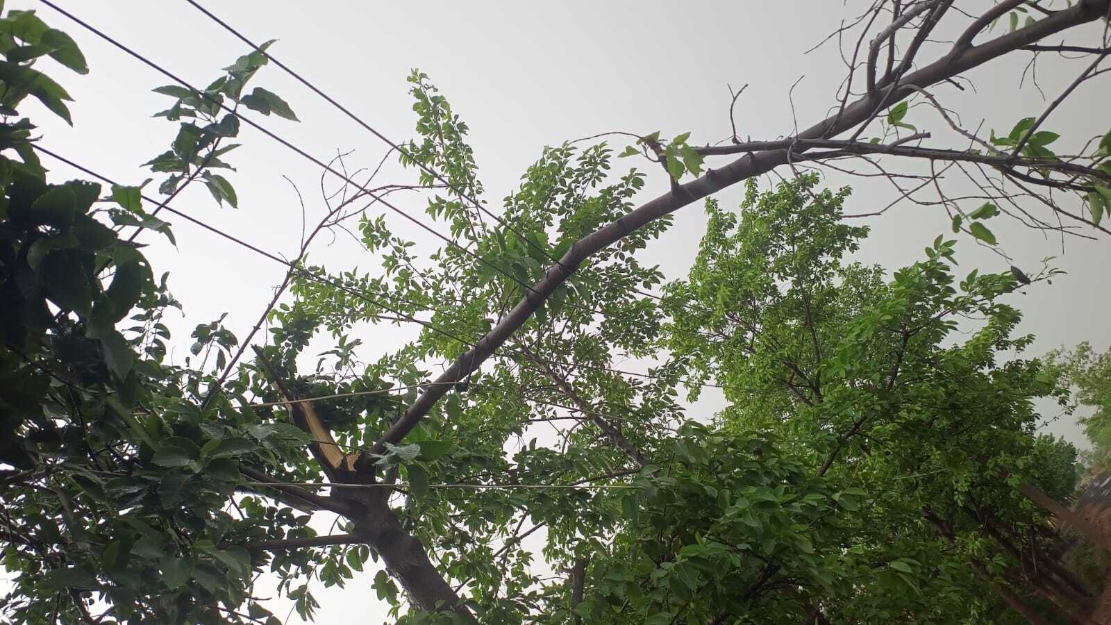 तेज बारिश से पेड़ की डाली टूटी, विद्युत सेवा बाधित, घर क्षतिग्रस्त