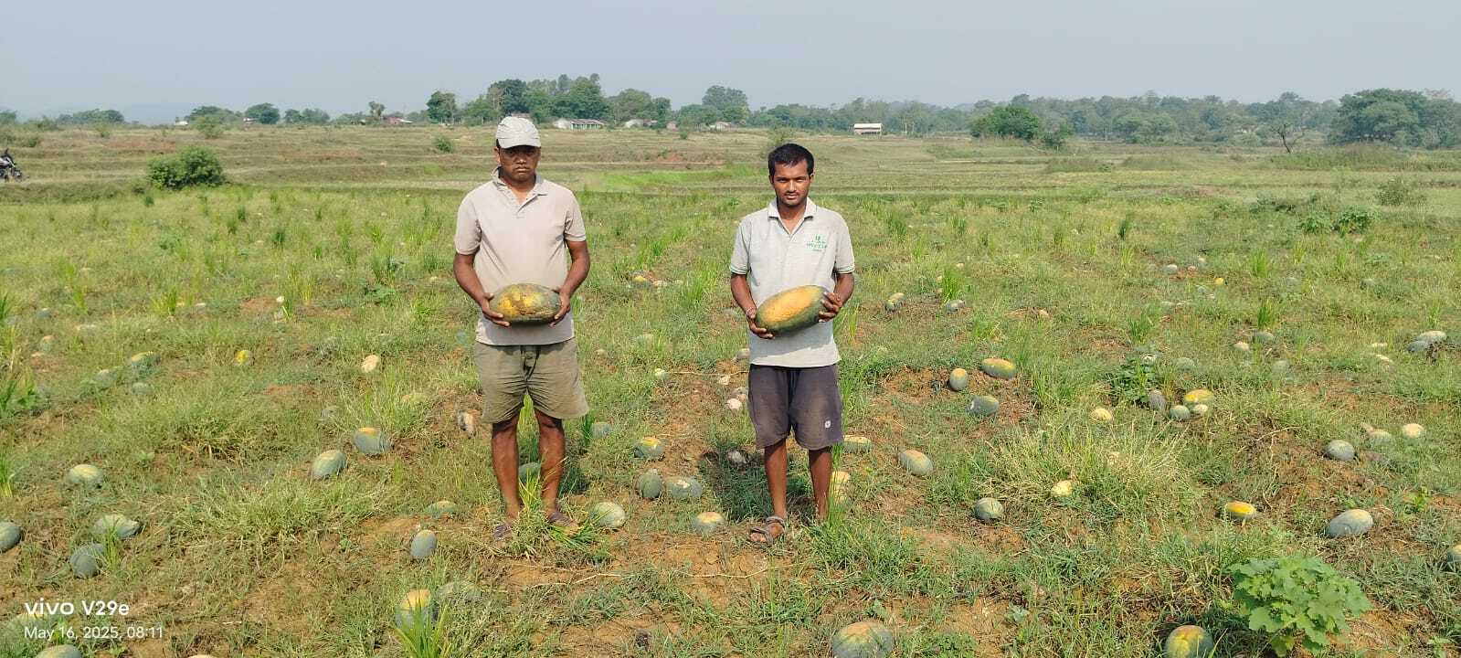 East Singhbhum News : ओलावृष्टि और गर्मी से पांच एकड़ तरबूज की खेती बर्बाद