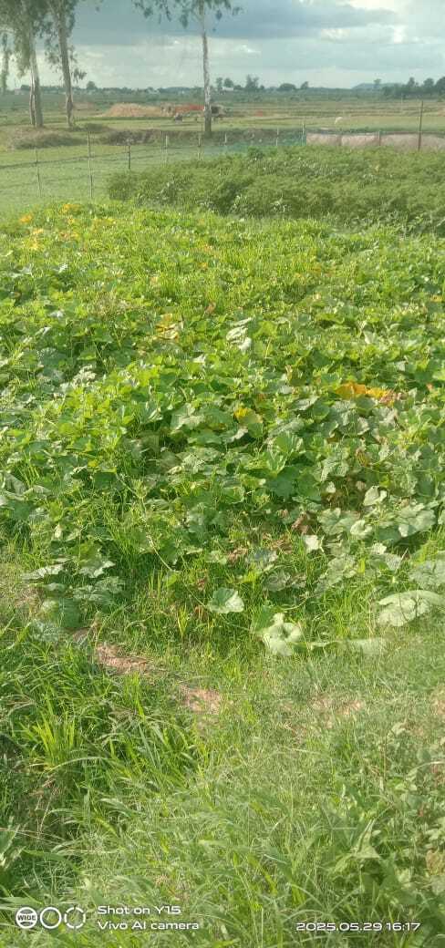 Giridih News: बेमौसम बरसात से फसलों पर बुरा असर, कीमत आसमान पर