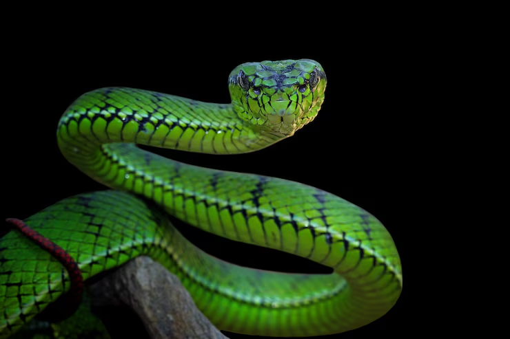 People drink snake blood