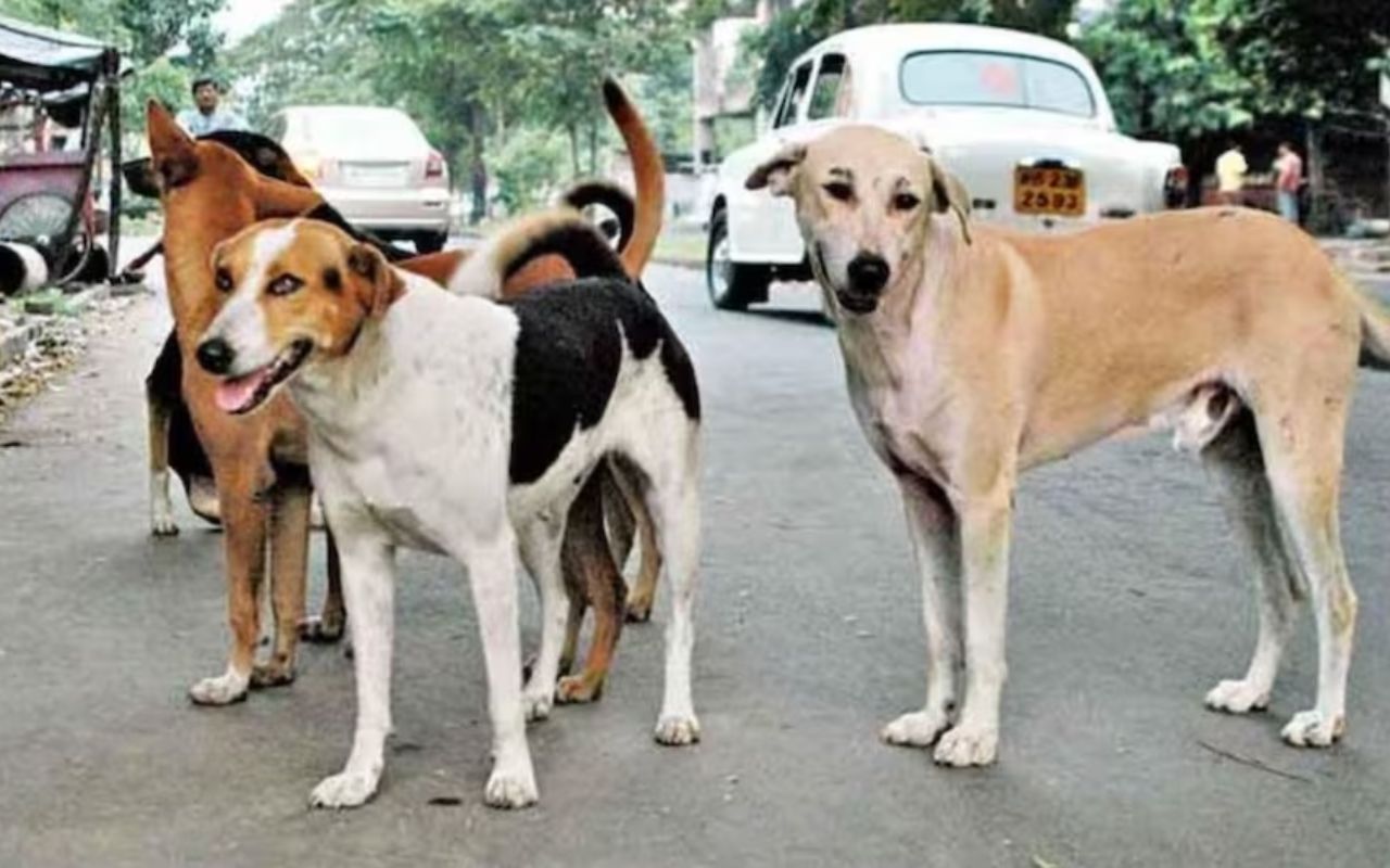 मुजफ्फरपुर में ‘पागल’ कुत्ते का कोहराम! जेल चौक पर 2 मासूमों समेत 4 को नोचा