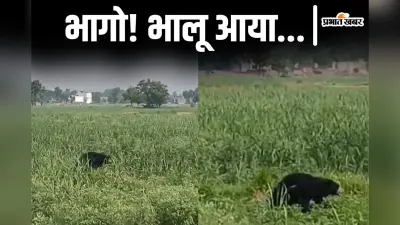 Video: बगहा में थाने के सामने घूमता भालू, खेत से भागे किसान, वीडियो आया सामने…