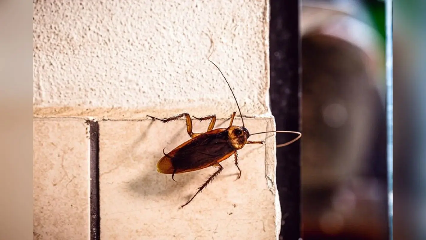 Cockroaches Home Remedies: अब कॉकरोच नहीं करेंगे किचन में तांडव, अपनाएं ये उपाय