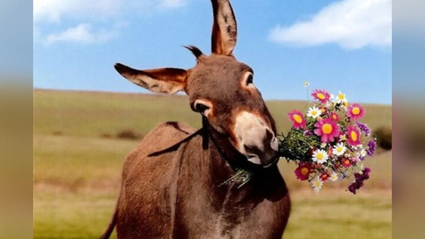 गधे की वो 11 आदतें जो हर इंसान को अपनानी चाहिए | World Donkey Day 2025