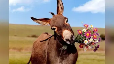 गधे की वो 11 आदतें जो हर इंसान को अपनानी चाहिए | World Donkey Day 2025