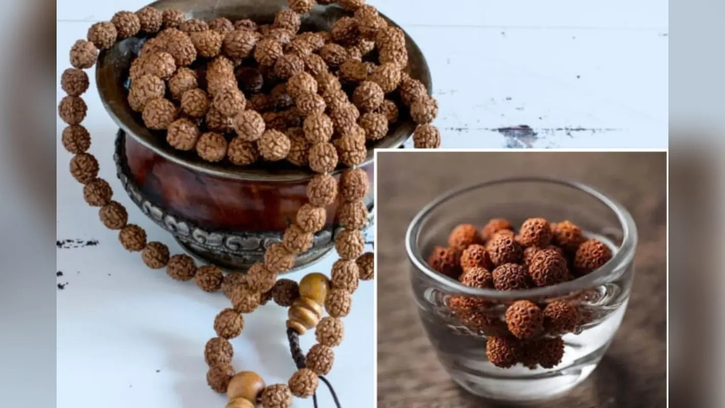 Drinking Rudraksha Water: रुद्राक्ष का पानी पीने से होते हैं चमत्कारी फायदे, जानें कैसे करें इस्तेमाल