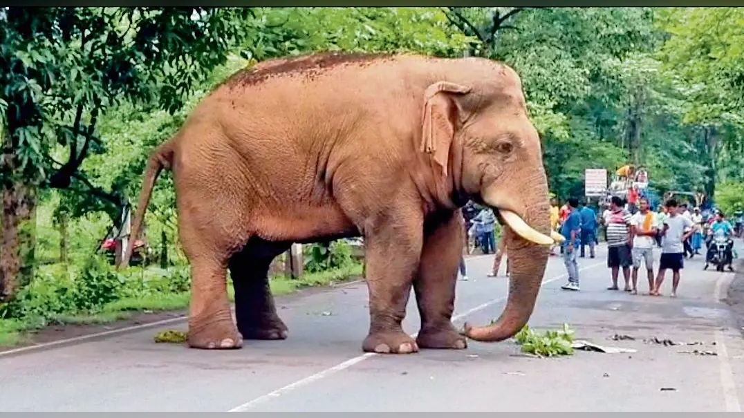 जंगल से भटक कर सड़क पर आया हाथी