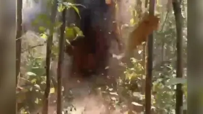 IED Blast In Saranda: झारखंड के सारंडा में आईईडी ब्लास्ट, एक ग्रामीण घायल
