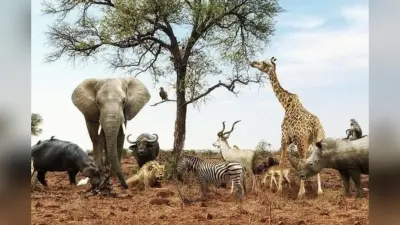 International Biodiversity Day 2025: 22 मई को मनाया जाता है अंतरराष्ट्रीय जैव विविधता दिवस- क्या है इस वर्ष की थीम