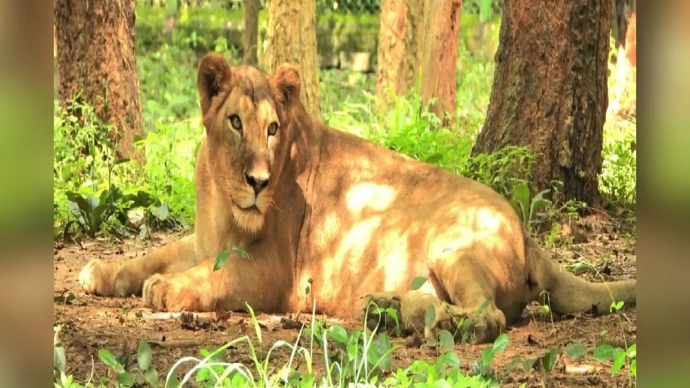 Birsa Zoological Park: बिरसा जैविक उद्यान में शेरनी प्रियंका की मौत, डॉक्टरों ने ये बतायी मौत की वजह