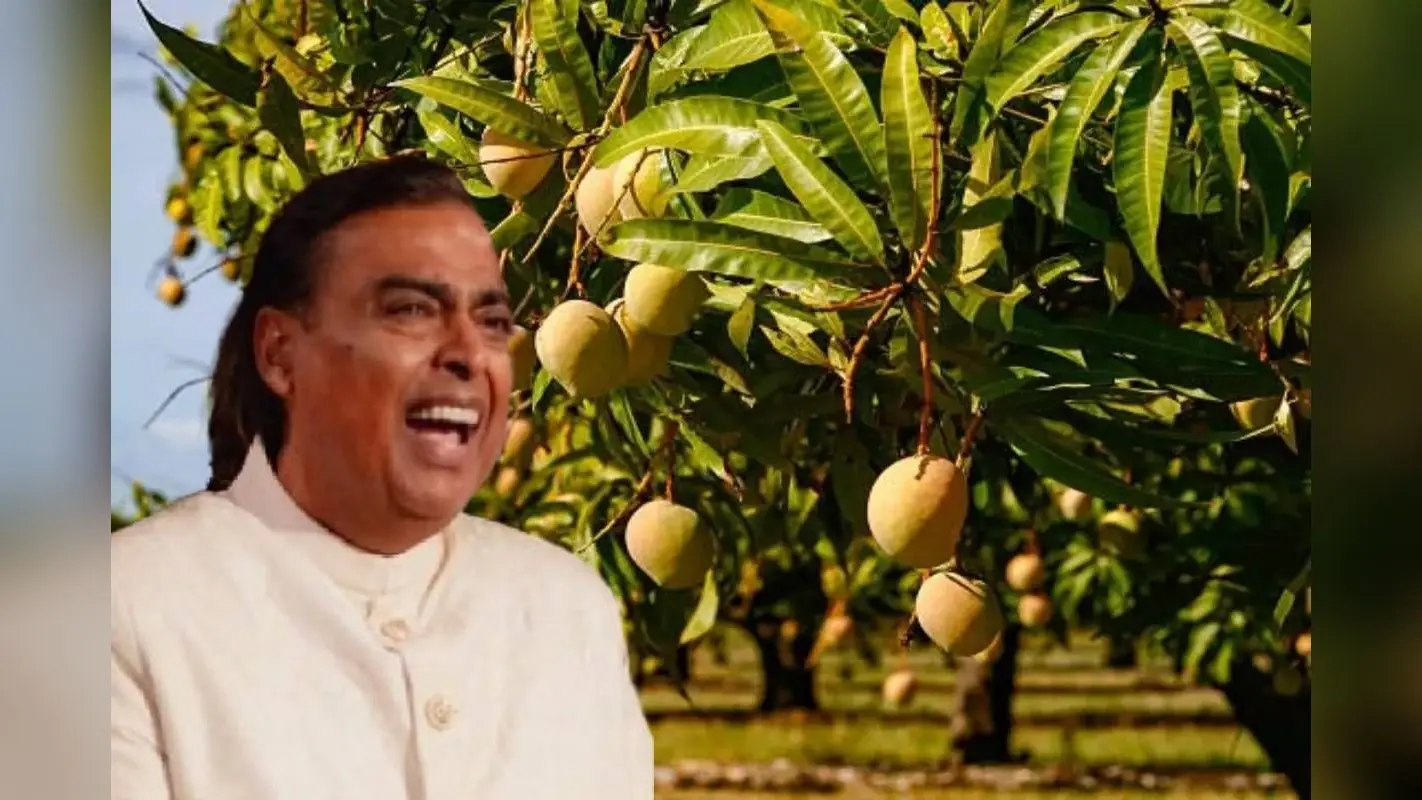 आधा भारत नहीं जानता मुकेश अंबानी आम के हैं सबसे बड़े कारोबारी, जान जाएगा तो चूसने लगेगा आंठी