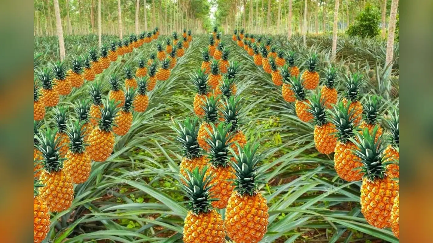 Pineapple Farming: झारखंड में अनानास की खेती कर कमा सकते हैं लाखों रुपये, जानिए पूरा प्रोसेस