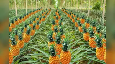 Pineapple Farming: झारखंड में अनानास की खेती कर कमा सकते हैं लाखों रुपये, जानिए पूरा प्रोसेस