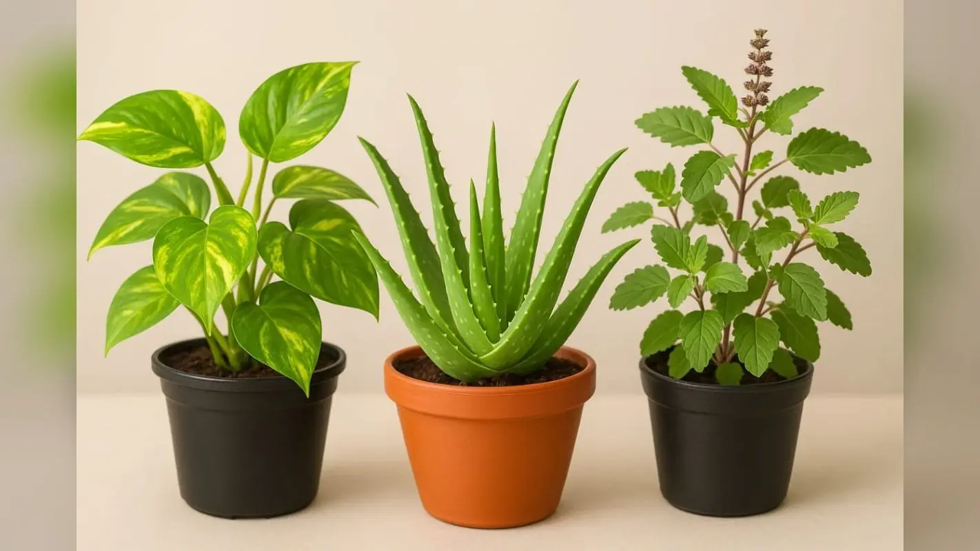 Lucky Plants For Home: घर में जरूर लगाएं ये 3 चमत्कारी पौधे, आर्थिक तंगी से लेकर स्वास्थ्य तक हर समस्या होगी दूर