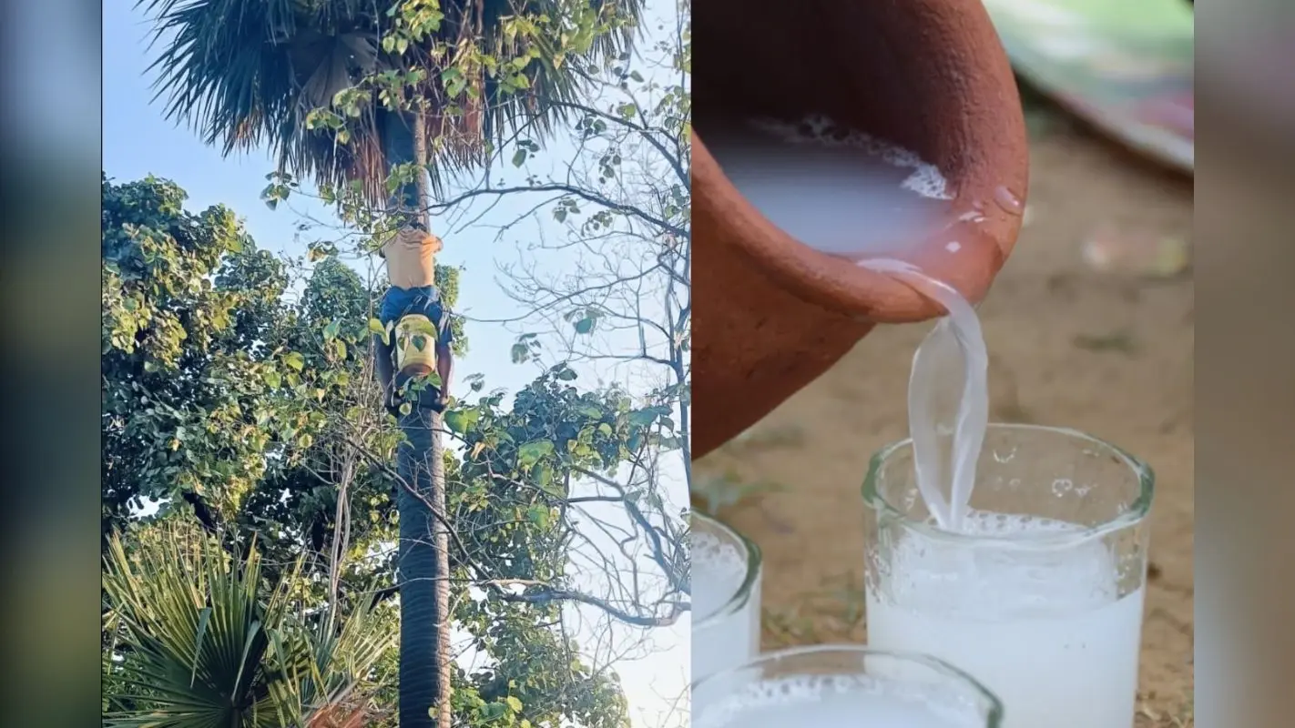 सुबह पियो तो दवा, शाम को बन जाती है दारू, जानिये ताड़ी से जुड़े अनोखे राज