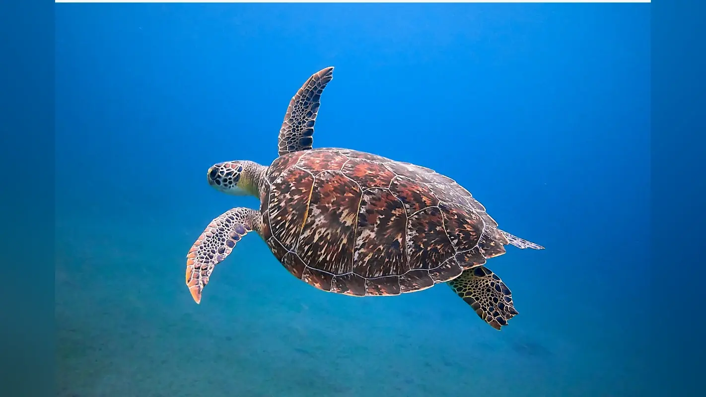 World Turtle Day 2025: जानिए इस दिन का महत्व और कछुओं से जुड़ी 10 हैरान कर देने वाली बातें